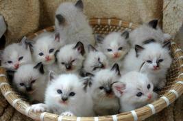 Cutie-pie Kittens
